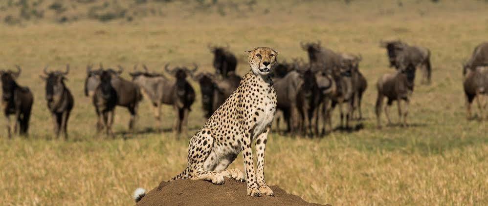מלון מסאי מארה Mahali Mzuri מראה חיצוני תמונה