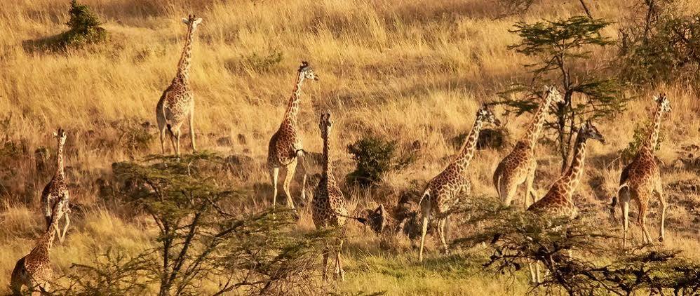 מלון מסאי מארה Mahali Mzuri מראה חיצוני תמונה