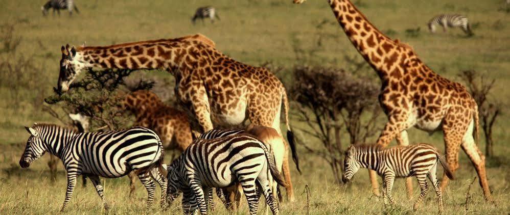 מלון מסאי מארה Mahali Mzuri מראה חיצוני תמונה